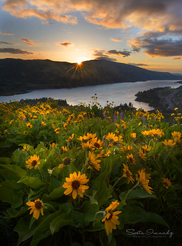 nature landscape wildflowers balsamroot columbiarivergorge rowenacrest sunset