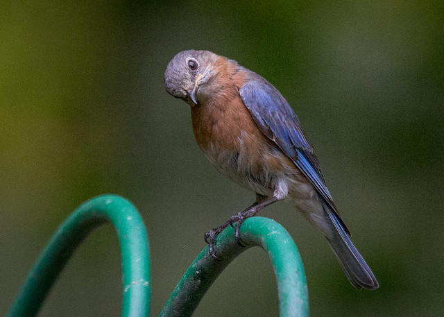 Portrait of an Eastern Bluebird 05.11.18