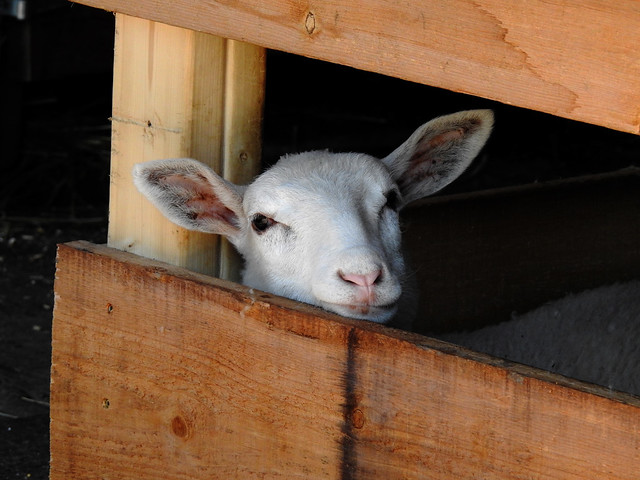 A lamb at The Log Farm in Nepean (Ottawa), Ontario
