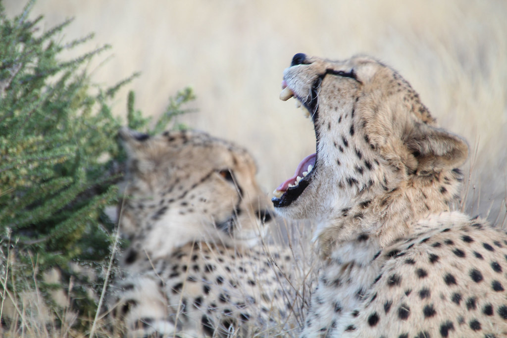 Kühlschrank cheetah with cubs Gepard mit zwei Jungen Magnet