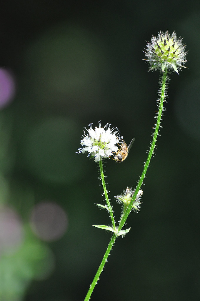 Small Teasel Small Teasel (Dipsacus pilosus) Derbyshire | I don't often b… | Flickr