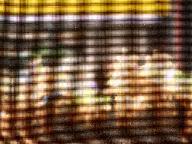 Window (with screen and dying planter)