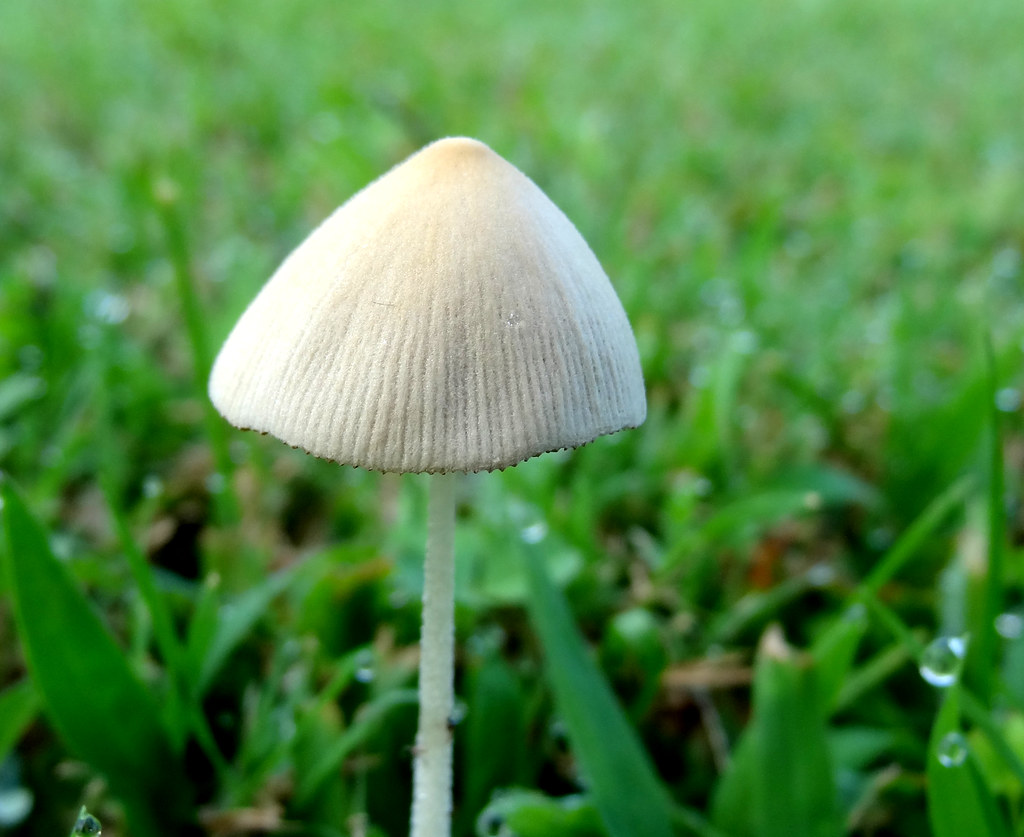 Small white mushroom, enhanced, with morning dew