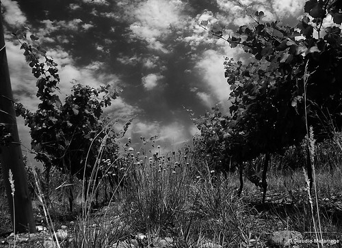 99% or The Grapes of Wrath / 99% o Las Uvas de la Ira by Claudio.Ar