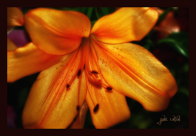 Love Orange Lilies