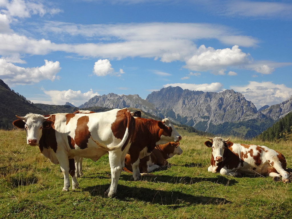 Cows in The Dolomites