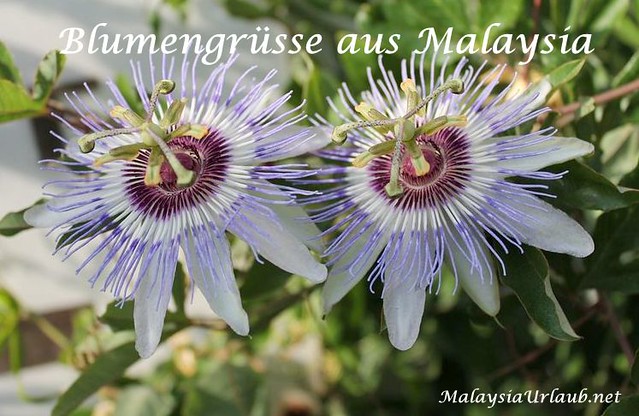Passionsblume in Malaysia
