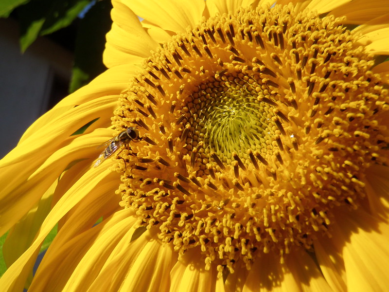 Sunflower w Garden-18