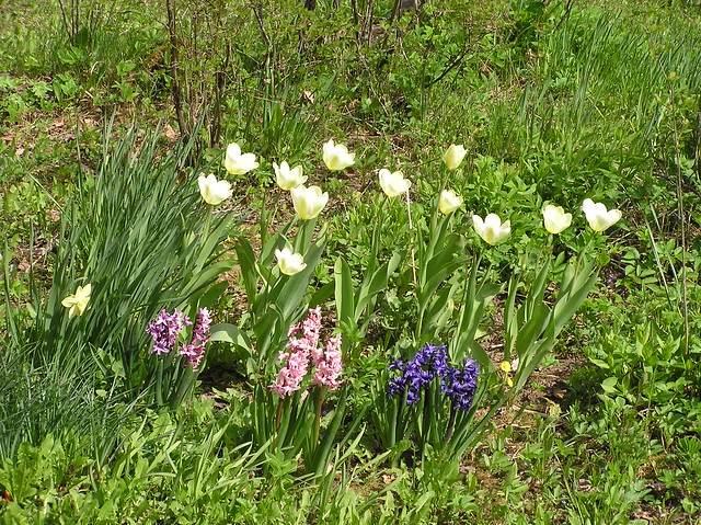 Tulips and hyacinths, a week later