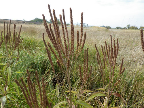 montana habit native herb biennial perennial threeforks verbenaceae verbenahastata infructescence swampverbena
