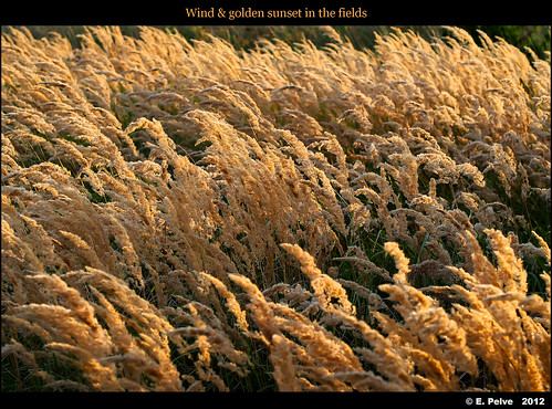 Wind & Golden sunset in the fields by episa