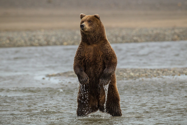 Which way did that fish go?? Brown bear at Lake Clark National Park and Preserve 1710