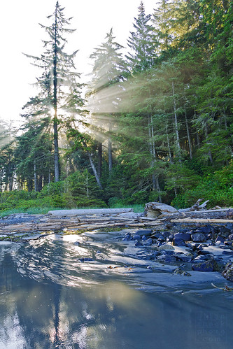 ocean light sun mist beach water creek sunrise sand driftwood tress frenchbeach reflectionbritishcolumbia