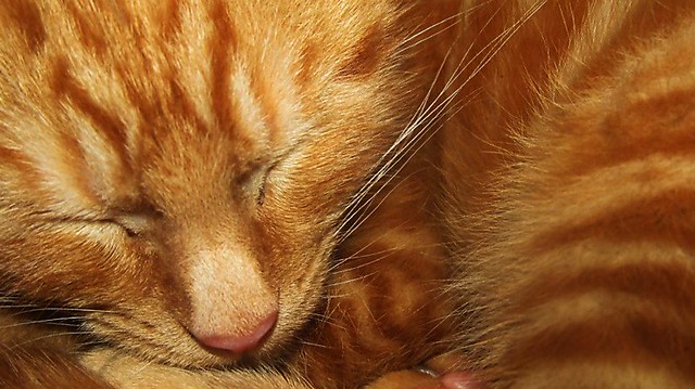 Ginger Tom Cat