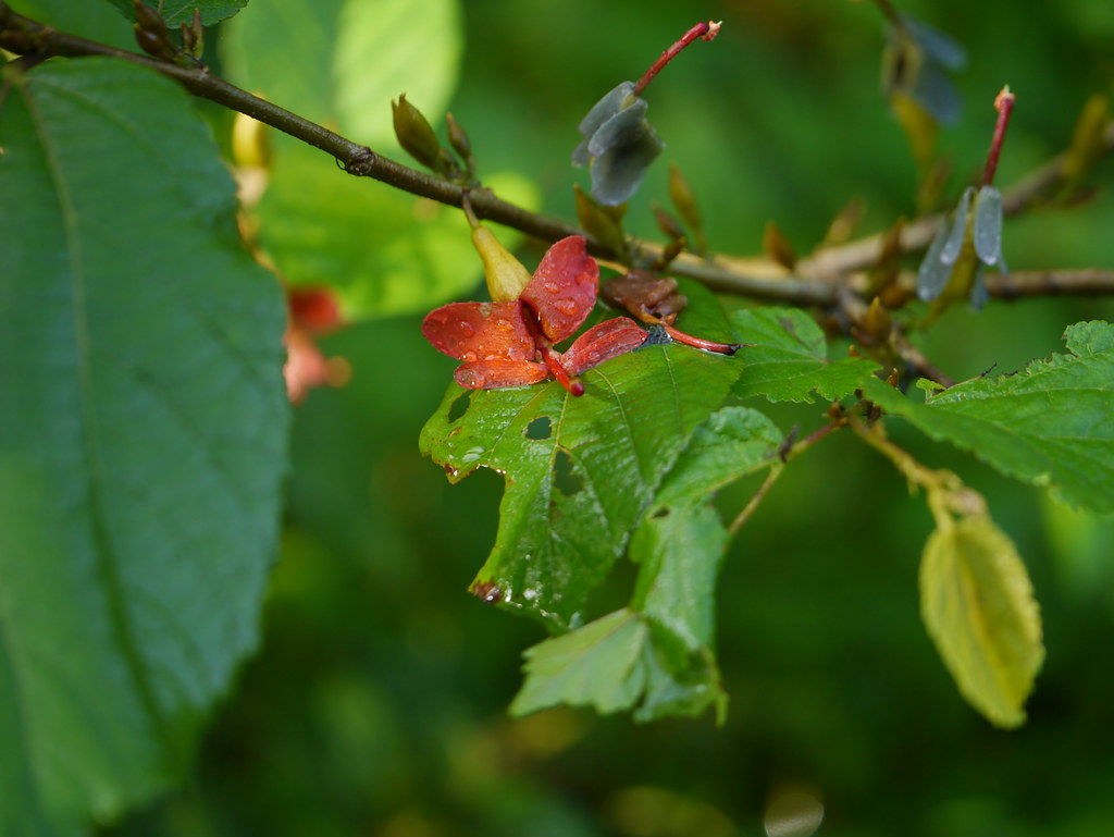 aantmoraa (Assamese: আঁতমৰা) | hel-ik-TER-es -- from the Gre… | Flickr