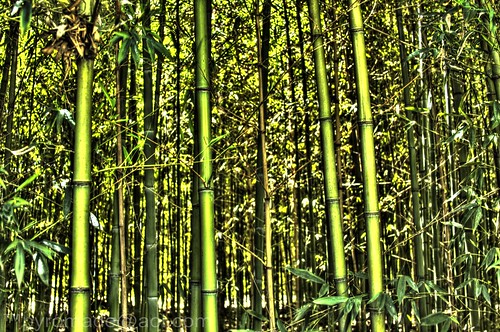 digital canon lens photography eos zoo flickr texas photographer wildlife bamboo tyler dslr lm judas hdr 28135mm caldwell easttexas caldwellzoo 40d lordmalikai canon40d pyromade pyromadeaolcom