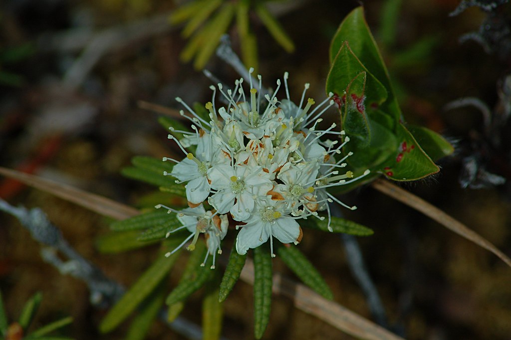 Багульник болотный тип соцветия. Lagotis glauca. Ledum.