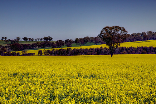 Canola Field - Binalong | by tco1961
