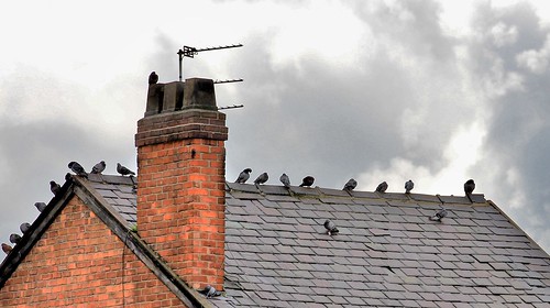 Rooftop Perch | Steve Gait | Flickr