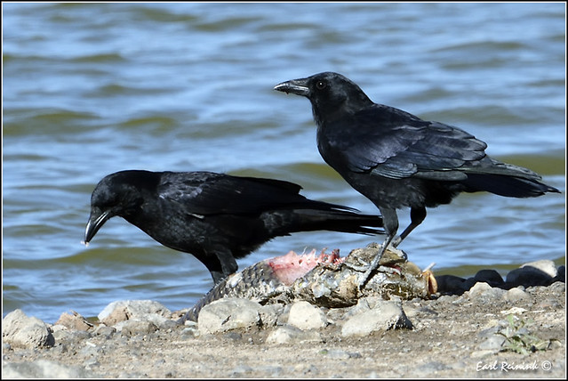 Crows on carp