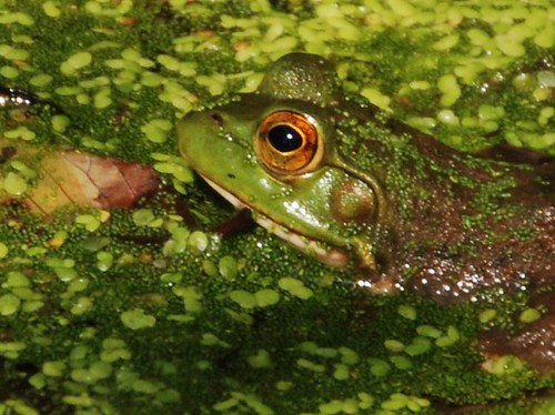 summer green nature pond amphibian frog september duckweed thegalaxy glenwoodgardens vernalpond mygearandme jennypansing