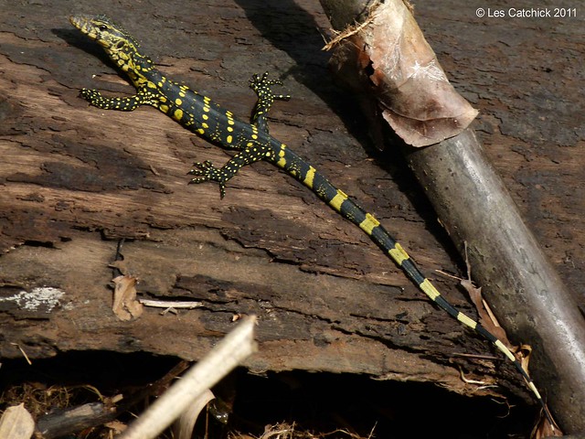 Monitor lizard (Varanus ornatus) - African forest monitor