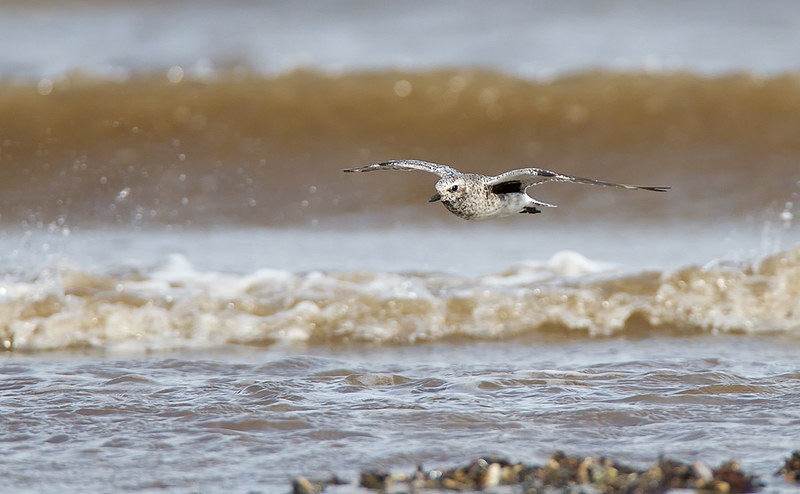 The "stunning" Grey Plover