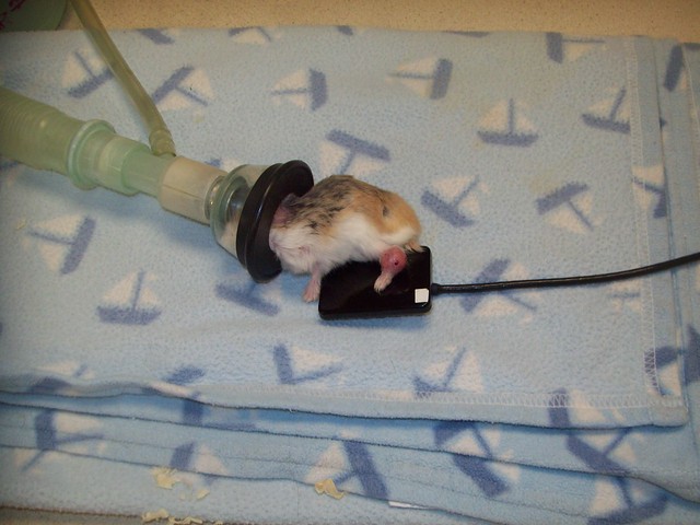 hamster under anesthesia with the dental film (digital) in place to xray the swollen leg