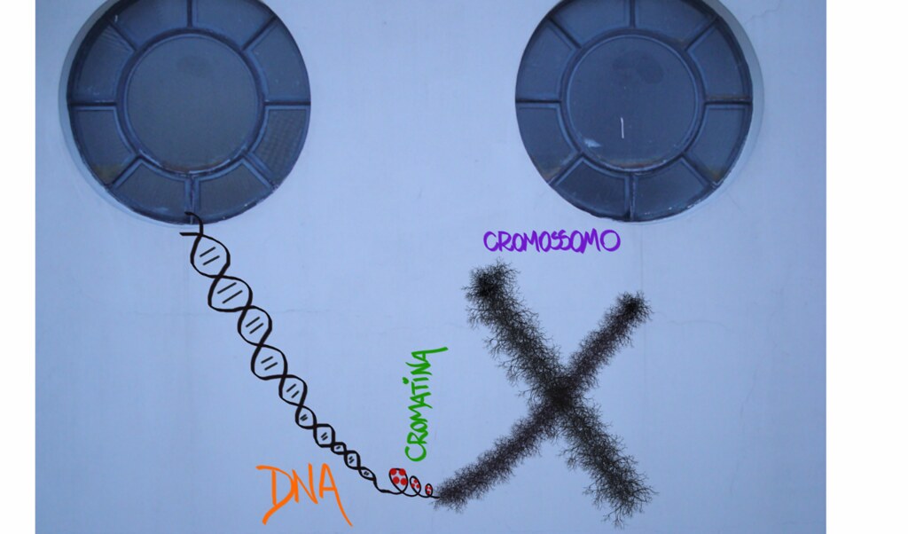 Biologia Dna Cromatina Cromossomo Nicole Malheiros Flickr