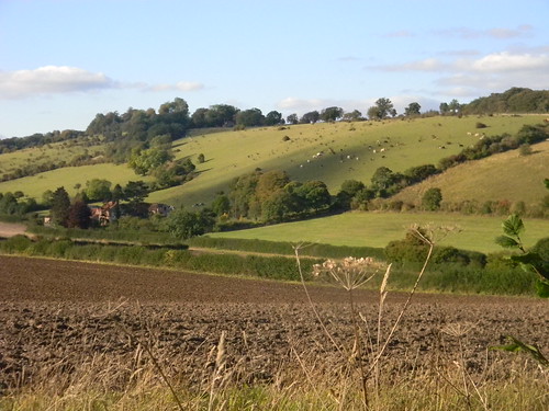 Cows on the ridge Saunderton Circular via Wheelers End