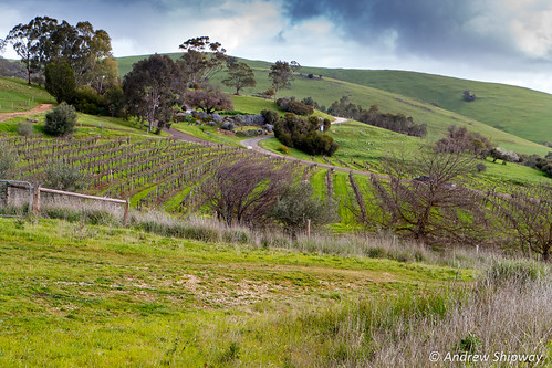 barossa barossavalley bethany southaustralia vineyard winery