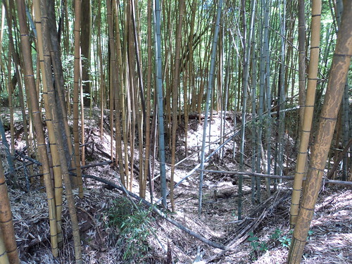 forest bamboo prattvilleal