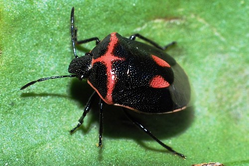 Twice-stabbed Stink Bug | by larry522
