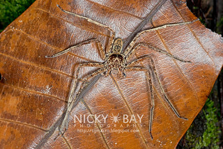 Huntsman Spider (Heteropoda sp.) - DSC_9992
