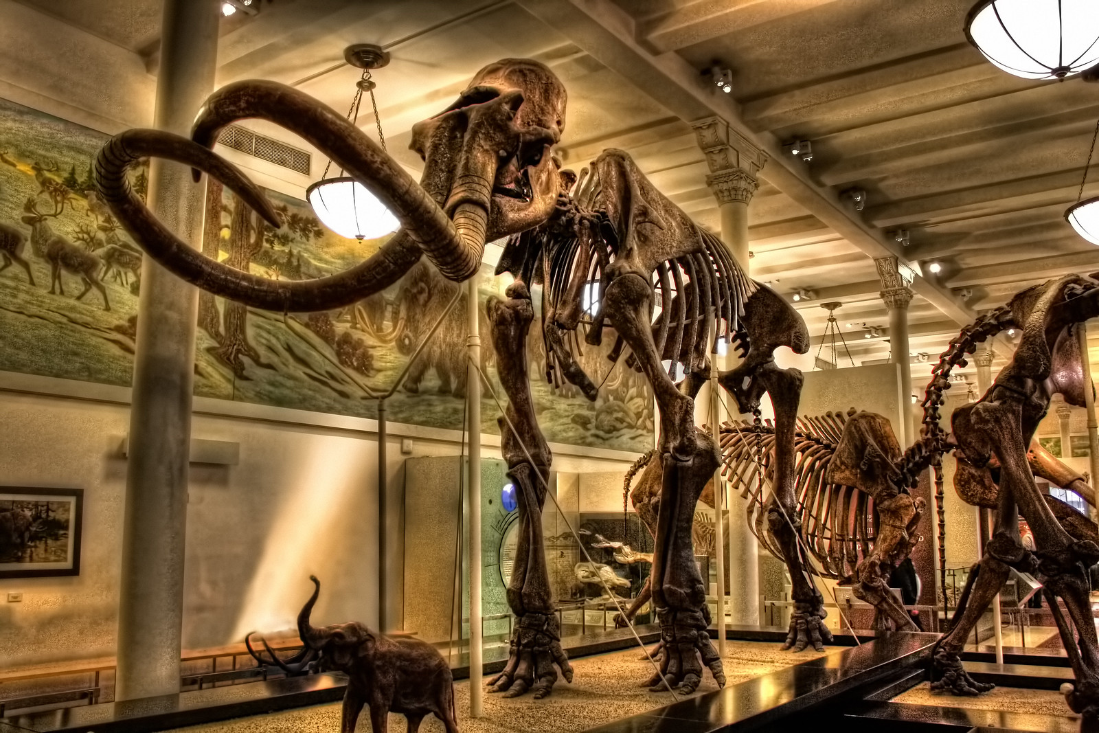 New York City USA - American Museum of Natural History - Milstein Hall of Advanced Mammals - Mammuthus columbi