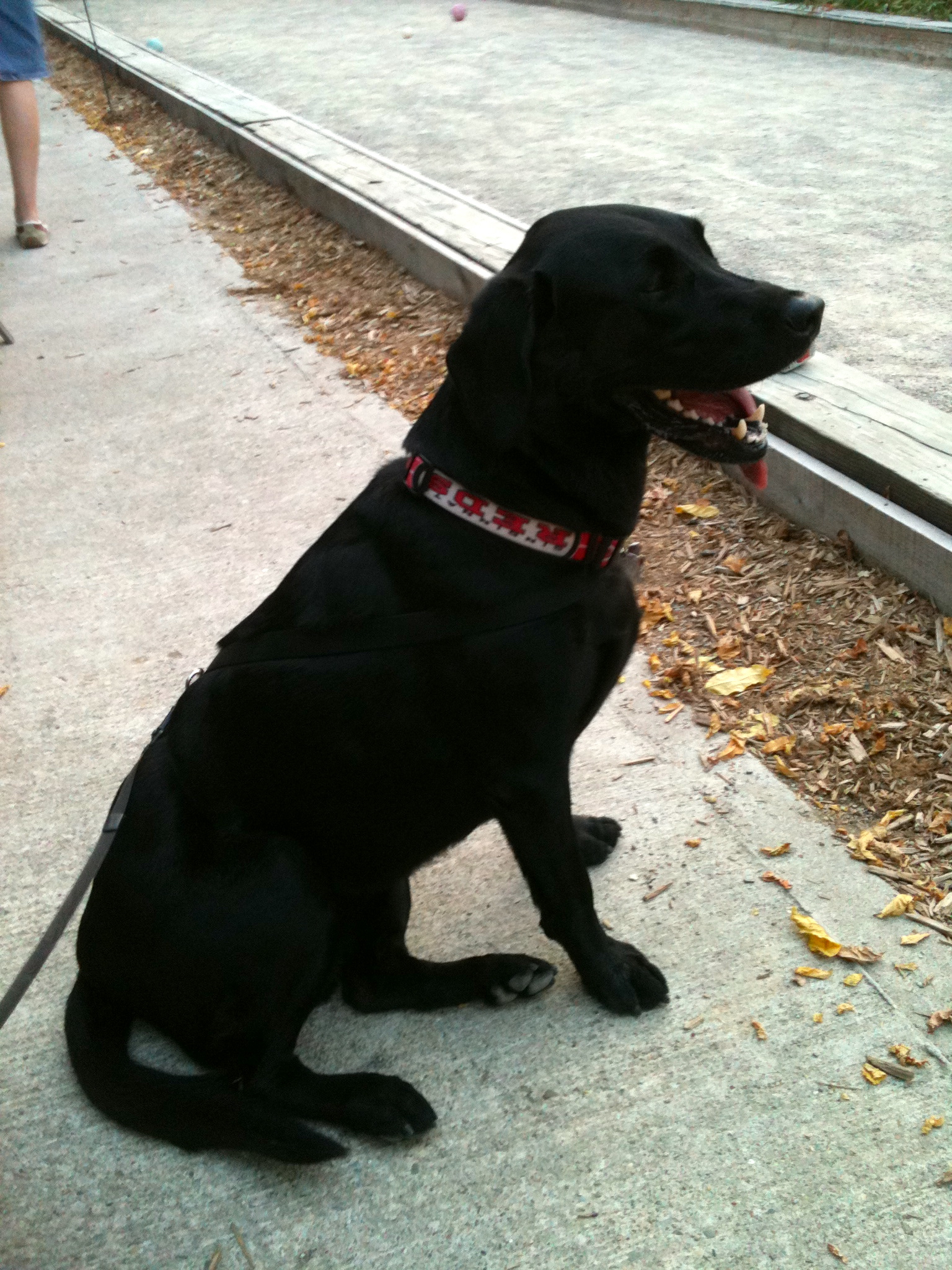 Dog at Neon's