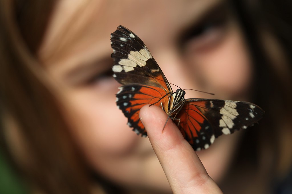 Landed - Butterfly - Schmetterling