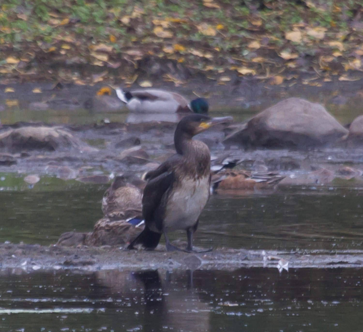 Great Cormorant, Arlington Res