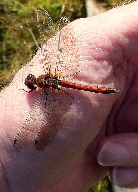 Fuji FinePix F600EXR.Compact Camera.Super Macro Study Of A Ruddy Darter Dragonfly On My Hand.September 30th 2012.
