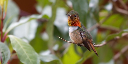 bird costarica hummingbird 2star neotropical selasphorusscintilla sangerardodedota