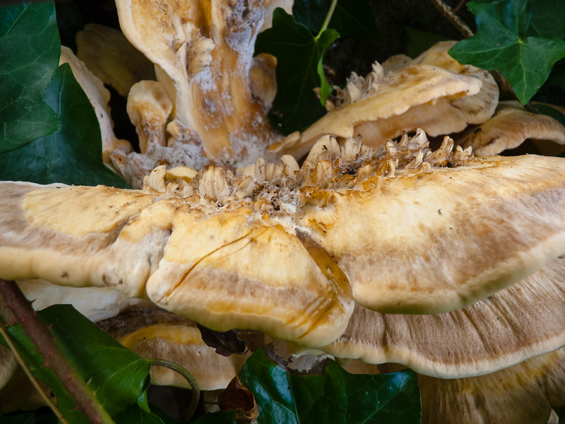 Fungus growing round the base of a tree