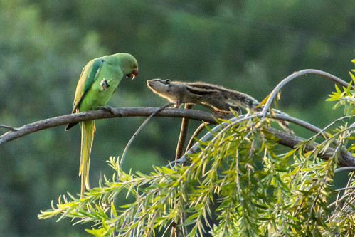 india bird animal squirrel parakeet gujarat ahmedabad