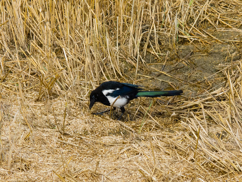 Magpie in the stubble