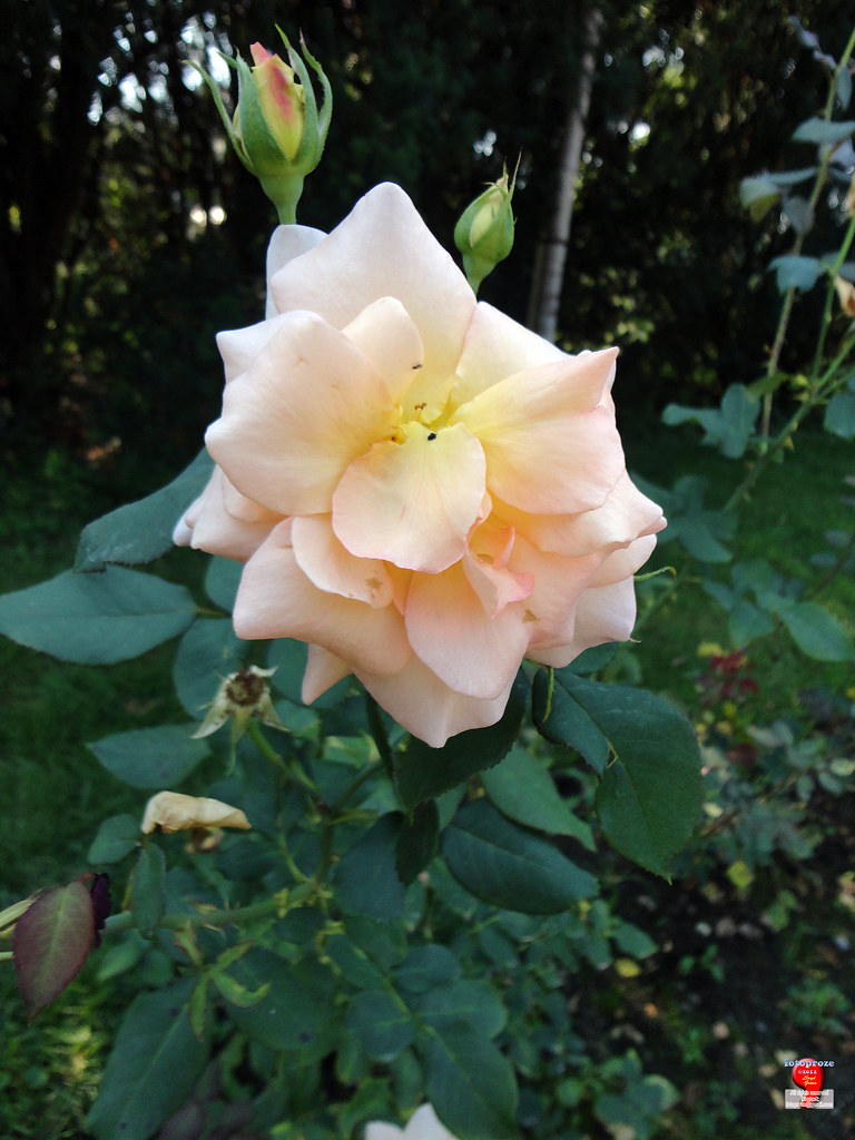 Roses - Floribunda rose 'Apricot Nectar' - Rosaceae SC20120826 308