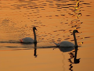 Swan's swimming in the light