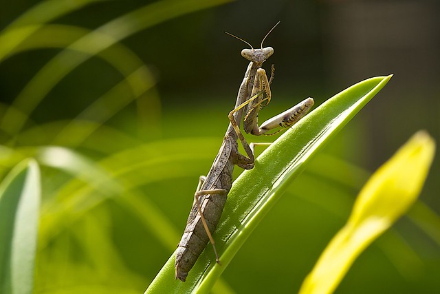 Mantis Doing Yoga