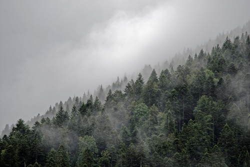 d810 gresseenvercors montagne mountain forêt arbres trees forest brume nuages vert mysterieux mysterious france