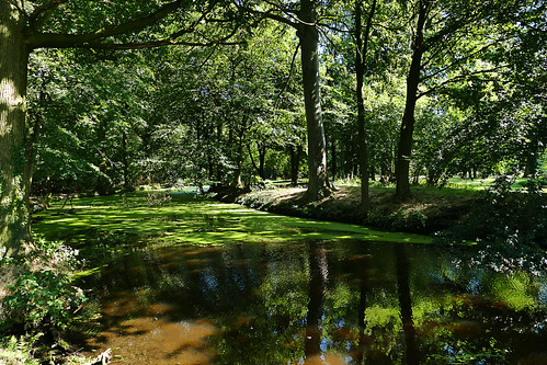 groen green bos forrest reflection refelctie natuur nature