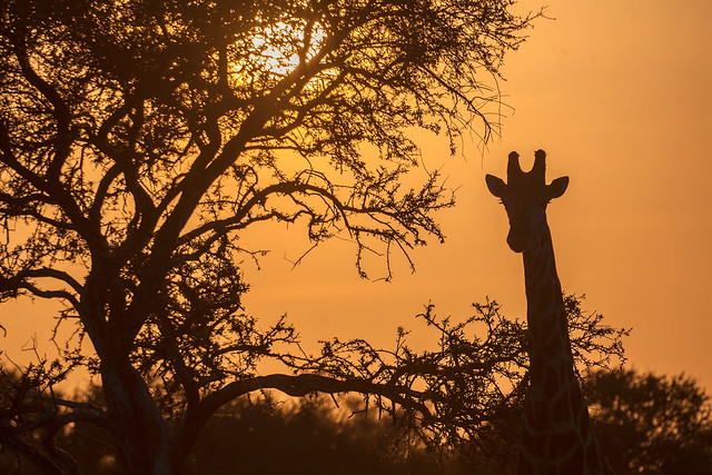 s AT Giraffe Sunrise_DSC_0221