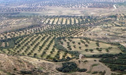 tunisia olive berber olivier takrouna